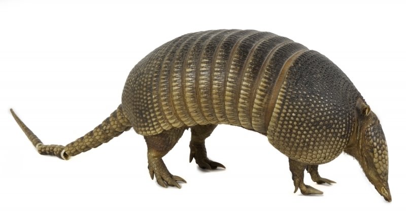 Armadillo
